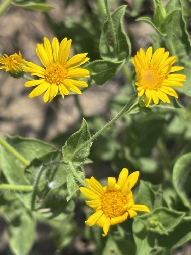 Camphorweed