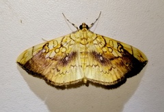 Pantographa suffusalis