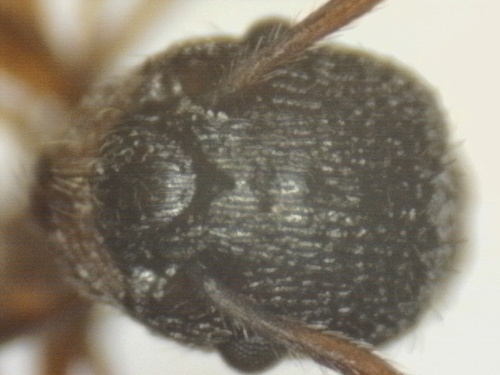 Myrmica sulcinodis