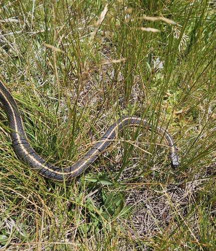 iNaturalist observation photo of Western Terrestrial Garter Snake