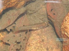 Rhinogobius duospilus