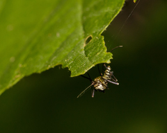 Aedes triseriatus