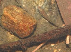 Rhinogobius duospilus