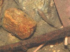 Rhinogobius duospilus