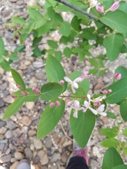 Lonicera