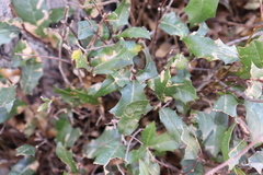 Quercus devia