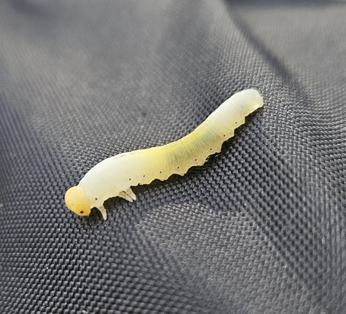 iNaturalist observation photo of Cimbex