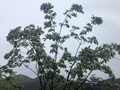 Chionanthus retusus