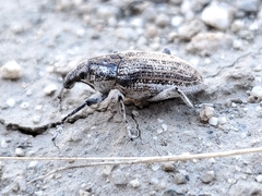 Apleurus angularis