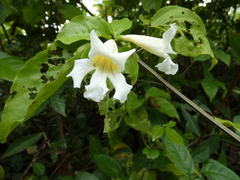 Bignonia potosina