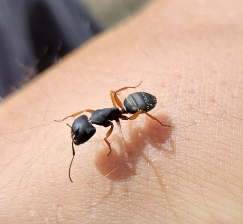 iNaturalist observation photo of Western Black Carpenter Ant