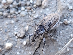 Apleurus angularis