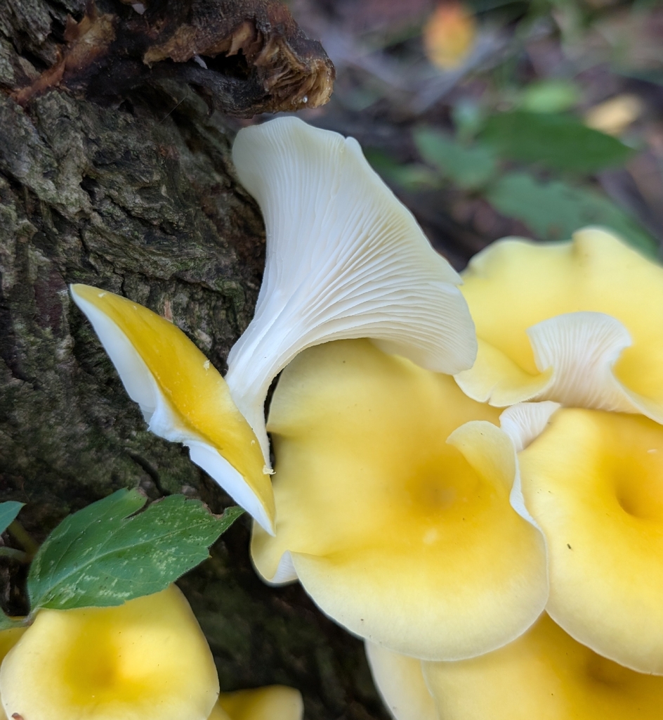 Golden Oyster Mushroom · August 2026 · photo: Photo: (c) Alan Prather, some rights reserved (CC BY) · iNaturalist
