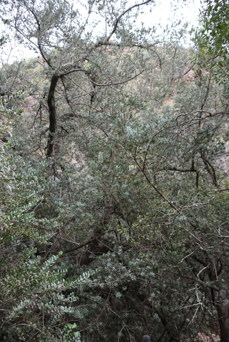 Podocarpus elongatus, photograph 5