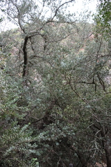 (c) Tony Rebelo, some rights reserved (CC BY-SA) Podocarpus elongatus, photograph (c) Tony Rebelo, some rights reserved (CC BY-SA)