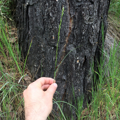 Melica californica