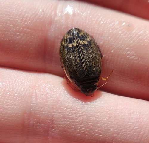 iNaturalist observation photo of Abbreviated Predaceous Diving Beetle