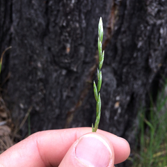 Melica californica