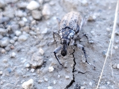 Apleurus angularis