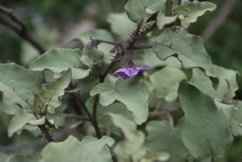Solanum tomentosum, photograph 1