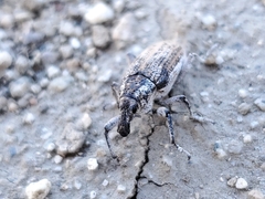 Apleurus angularis