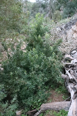 Brachylaena neriifolia, photograph (c) Tony Rebelo, some rights reserved (CC BY-SA)