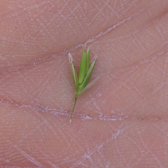 Melica californica