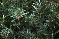 Brachylaena neriifolia