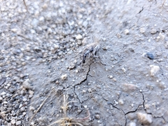 Apleurus angularis
