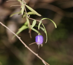 Billardiera macrantha