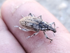 Apleurus angularis
