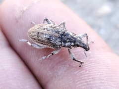 Apleurus angularis