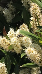 Dolichovespula maculata