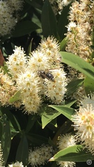 Dolichovespula maculata