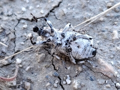 Apleurus angularis