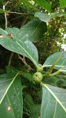 Ficus septica