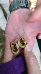 Ficus septica