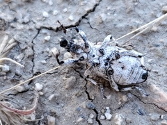 Apleurus angularis