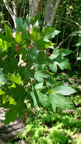 Acer × freemanii, photograph 4