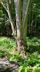 Acer × freemanii, photograph author not stated, no rights reserved