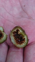 Ficus septica