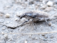 Apleurus angularis