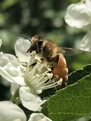 Apis mellifera