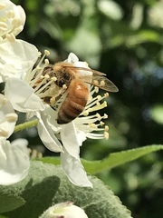 Apis mellifera