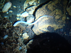 Ophisternon infernale