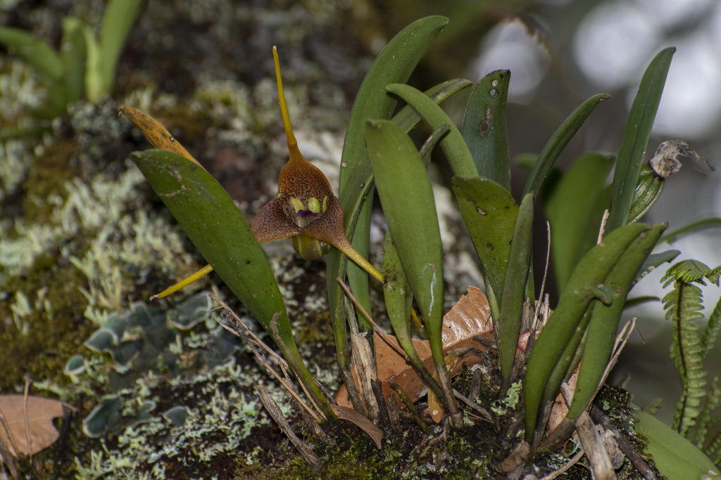 Masdevallia peristeria