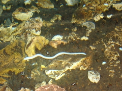 Ophisternon infernale