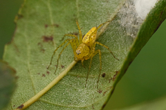 Oxyopes punctatus