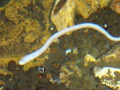 Ophisternon infernale