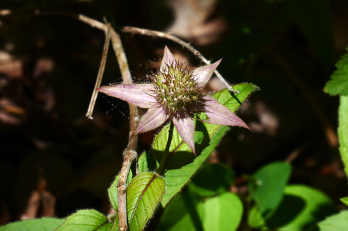 Monarda bradburiana